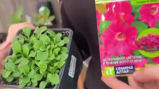 Семена Алтая. Дачные советы от Виктории Карелиной | МНОГО СЕМЯН и ...