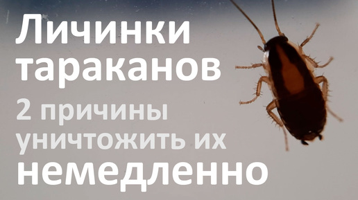 Как выглядят личинки тараканов и почему они опаснее взрослых особей Вредный Жук