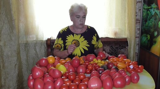 Томаты Пудовик, Батяня, Тяжеловес Сибири и Любимый праздник - их ...