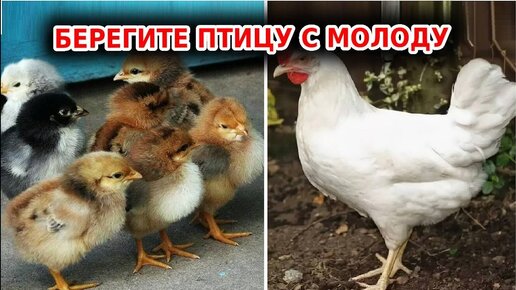 От кокцидиоза у кур и кроликов: профилактика и лечение народными ...