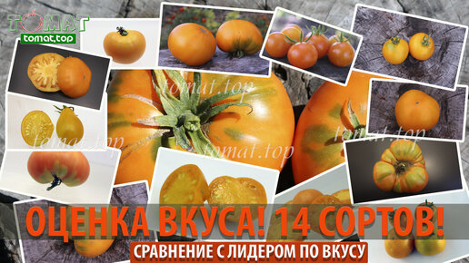 Оценка вкуса 14 оранжевых сортов томатов и сравнение их самым вкусным ...